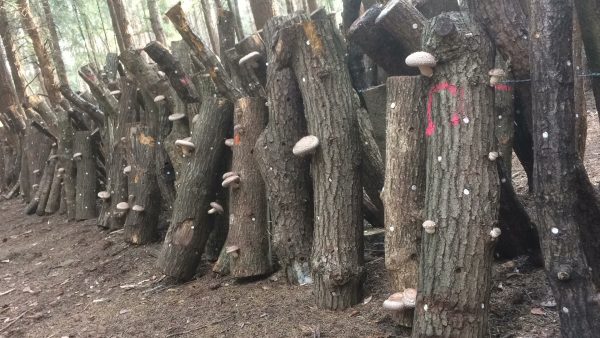 Eiken Shiitake-Stam ca. 40cm - Afbeelding 2
