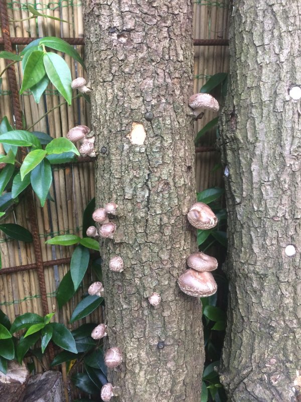 Eiken Shiitake-Stam ca. 40cm - Afbeelding 3