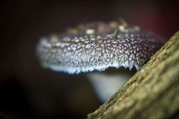 Eiken Shiitake-Stam ca. 40cm - Afbeelding 4