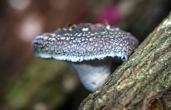 Verse Hout-Shiitake 1/2 kg - Afbeelding 4