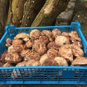 Verse Hout-Shiitake 1/2 kg