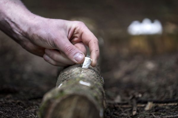 Shiitake Broedpluggen 300stuks - Afbeelding 3