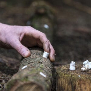 Shiitake Broedpluggen 200stuks
