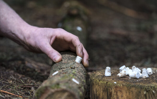 Shiitake Broedpluggen 200stuks