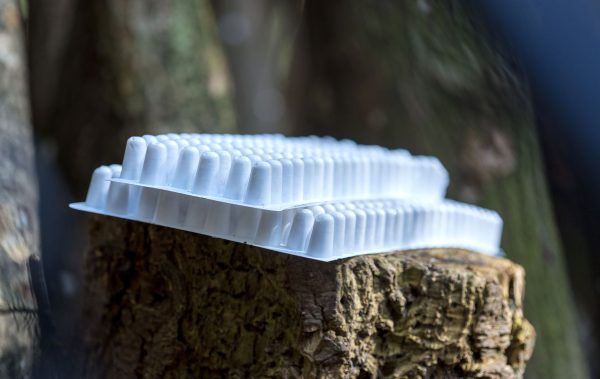 Shiitake Broedpluggen 600stuks - Afbeelding 3