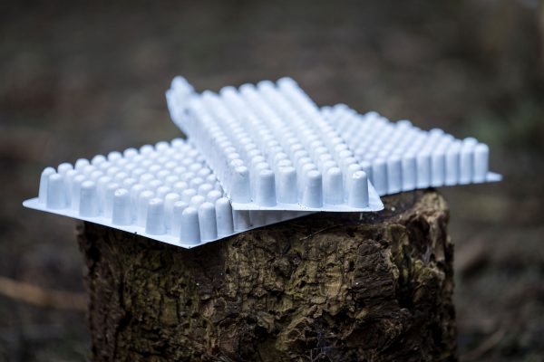 Shiitake Broedpluggen 200stuks - Afbeelding 3