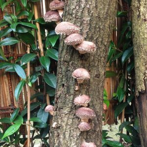 Eiken Shiitake-Stam ca. 100cm