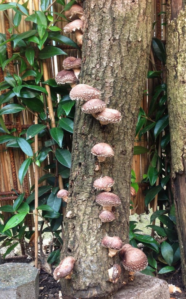 Eiken Shiitake-Stam ca. 100cm