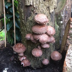 Eiken Shiitake-Stam ca. 40cm