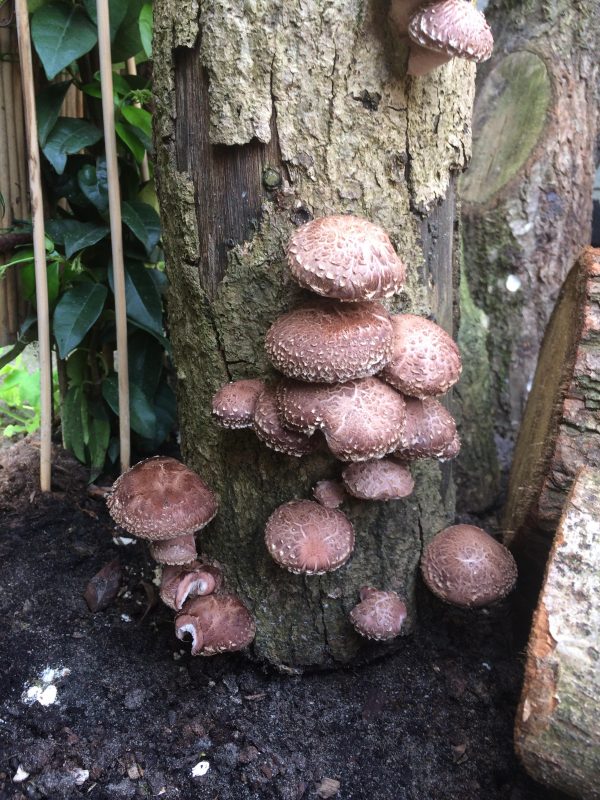 Eiken Shiitake-Stam ca. 40cm