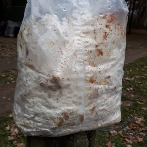 Zak Biologisch Shiitake broed  ca. 2,5kg