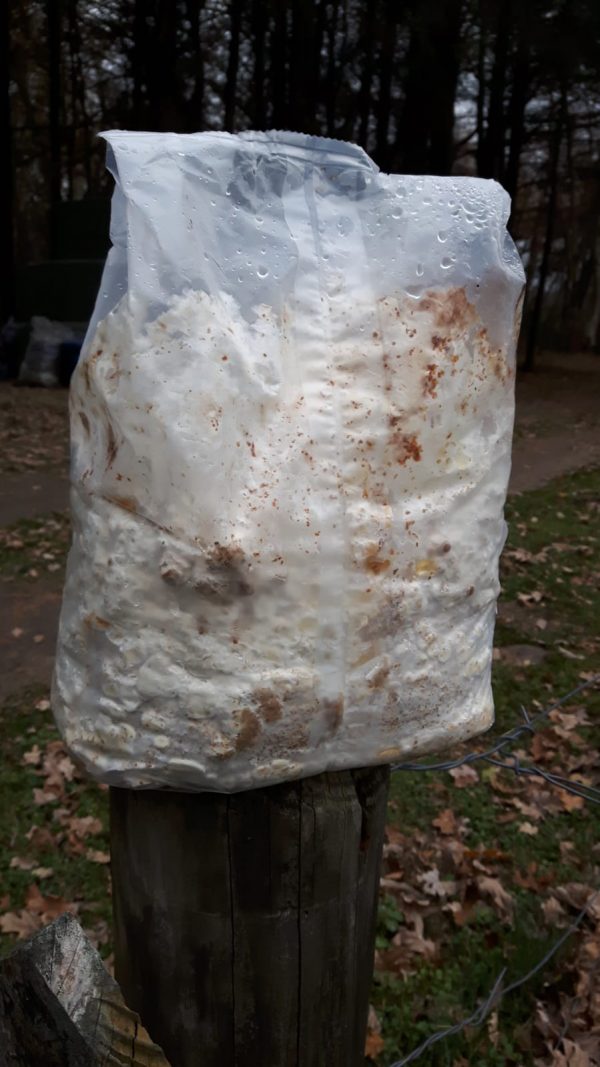 Zak Biologisch Shiitake broed  ca. 2,5kg