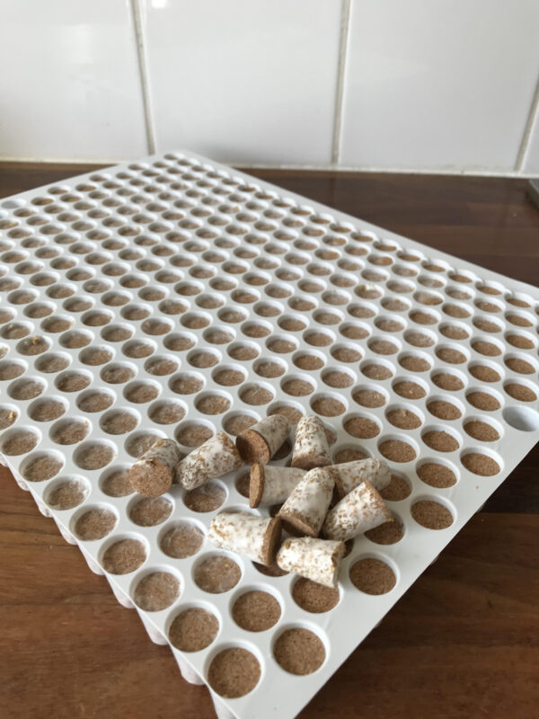 Shiitake Broedpluggen 300stuks - Afbeelding 2