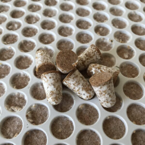 Shiitake Broedpluggen 300stuks