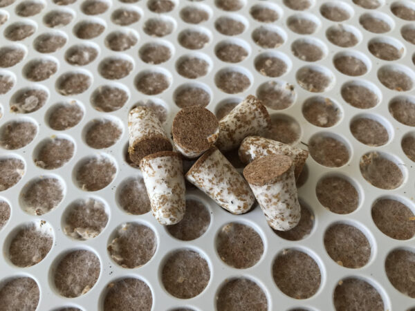Shiitake Broedpluggen 300stuks