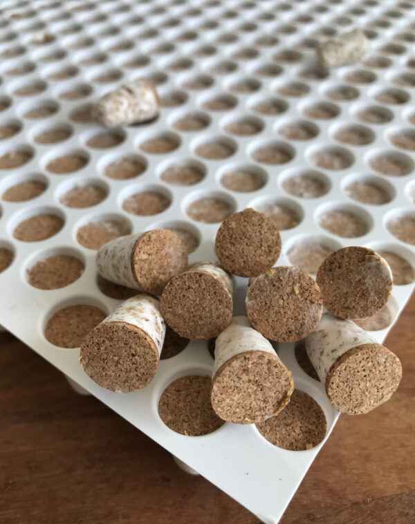 Shiitake Broedpluggen 200stuks - Afbeelding 2