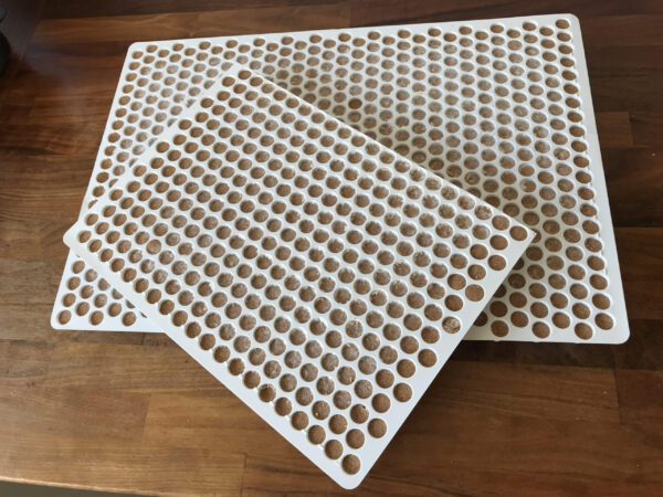Shiitake Broedpluggen 300stuks - Afbeelding 4